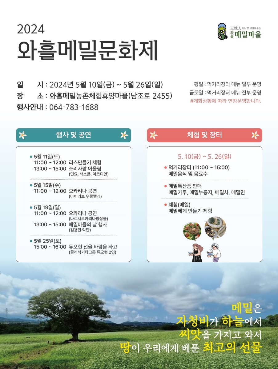 "메밀꽃 보러 오세요" 제주 와흘메밀문화제 열려