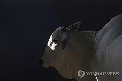 "세계서 가장 비싼 56억원 브라질 소, 홍수피해기금 위해 경매"