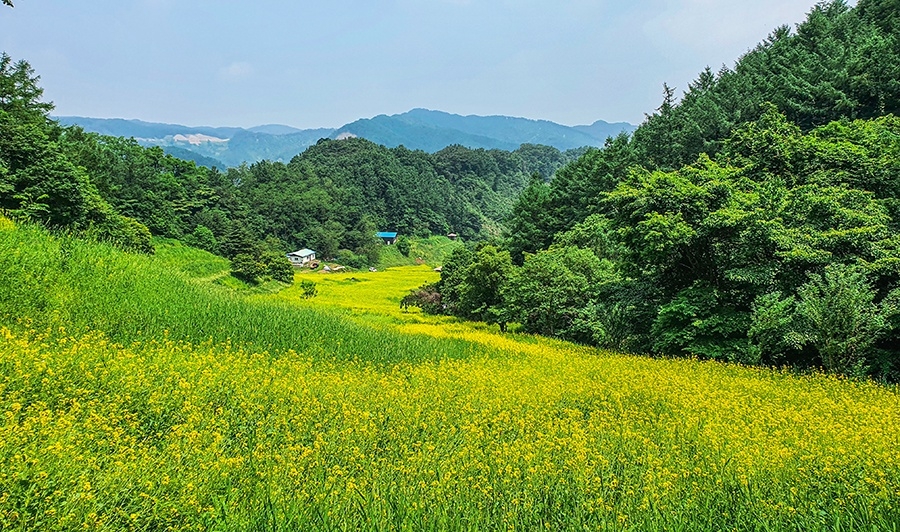 "청주 추정리 된내기골 3만㎡ 유채꽃밭서 힐링하세요"