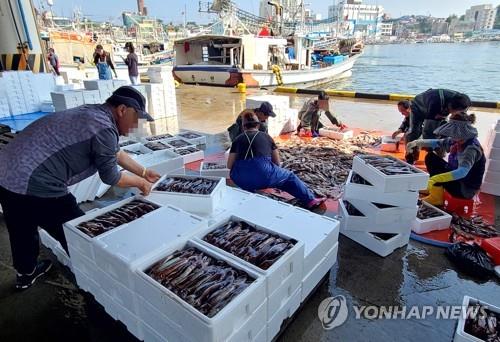 '오징어 다시 맛볼 수 있나' 강원 동해안서 어획량 증가세