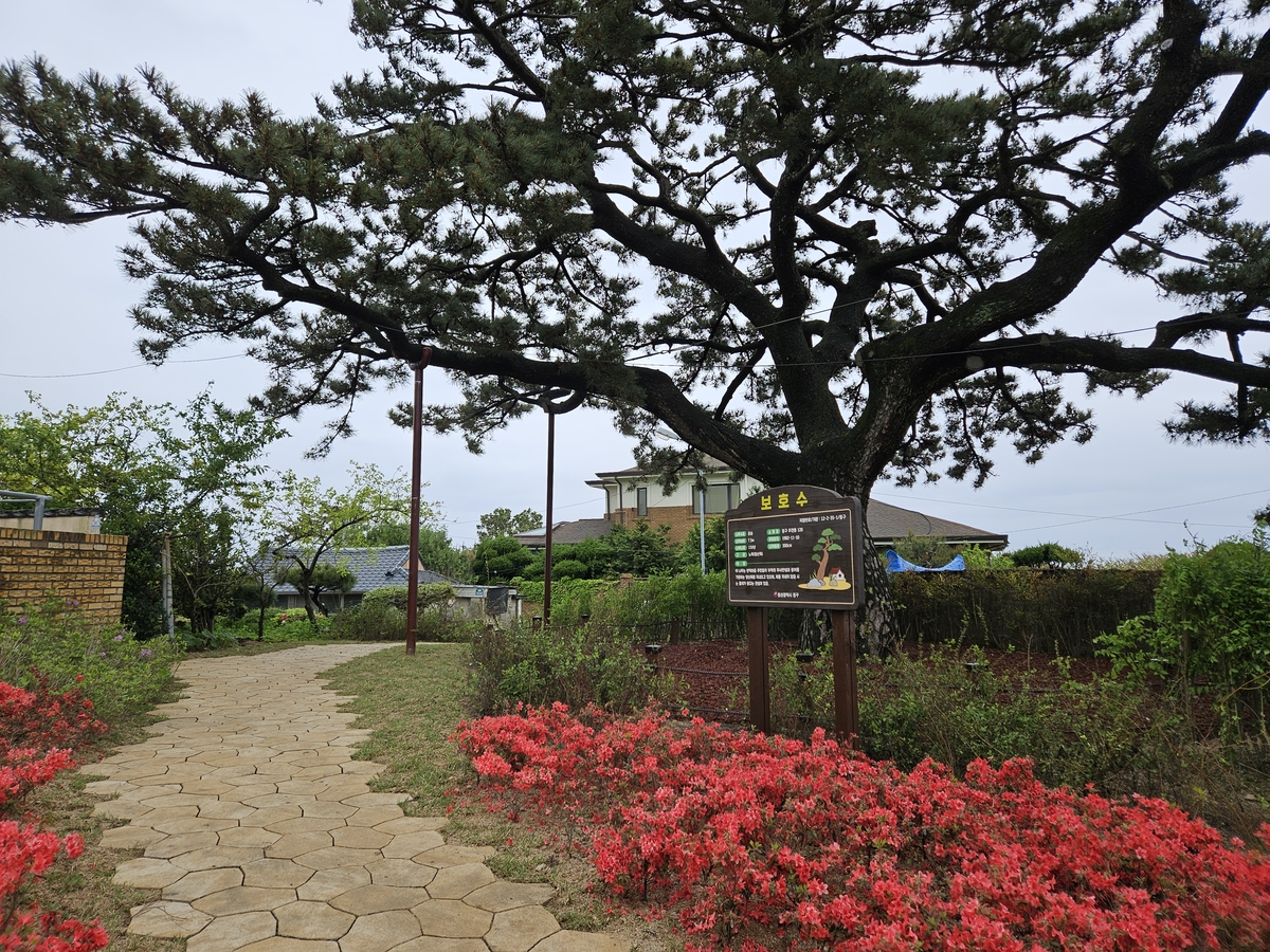 울산 주전 200년 수령 보호수 일대 '생활환경 숲' 조성