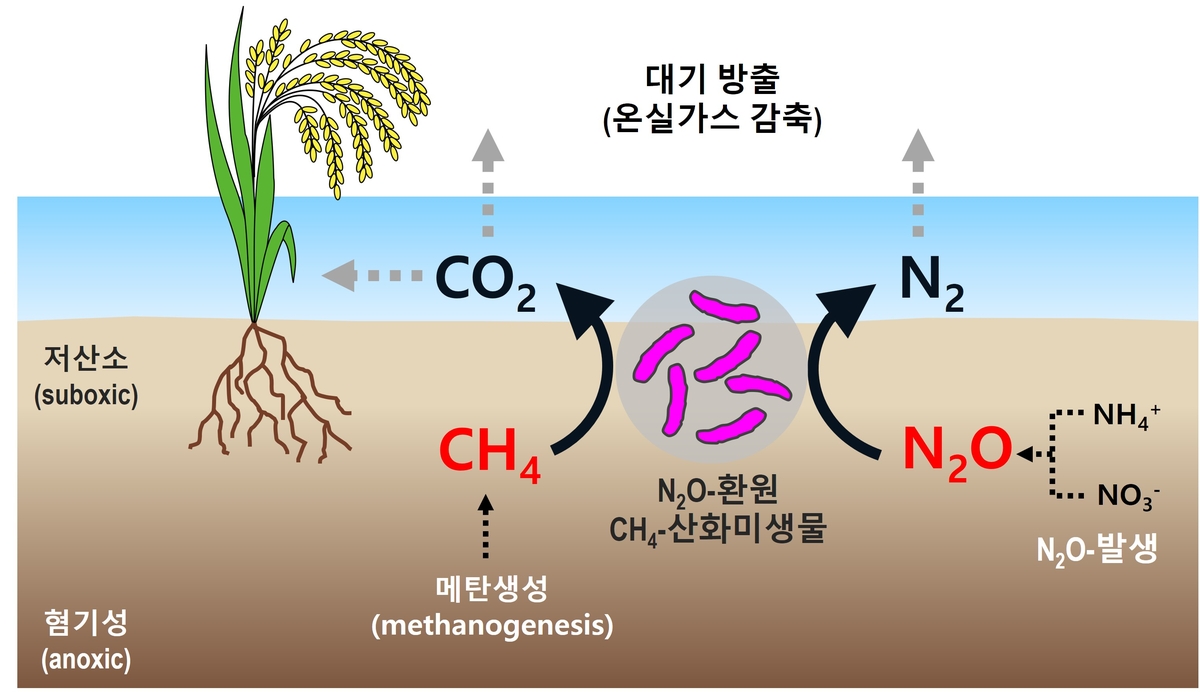 메탄·아산화질소 동시에 없애는 습지 미생물 찾았다