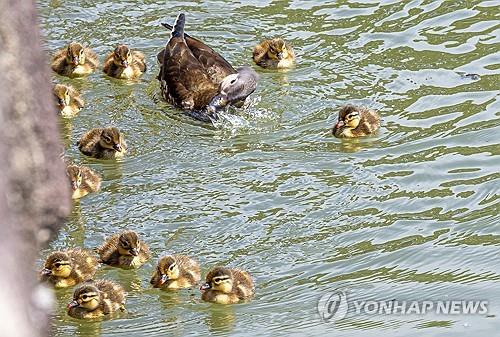 [픽! 남원] 광한루원에 봄나들이 나선 원앙들