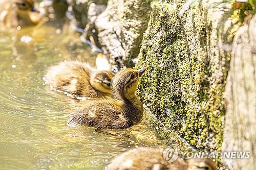 [픽! 남원] 광한루원에 봄나들이 나선 원앙들