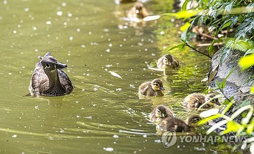 [픽! 남원] 광한루원에 봄나들이 나선 원앙들