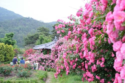장미 만개한 노근리평화공원서 내달 1일 정원축제
