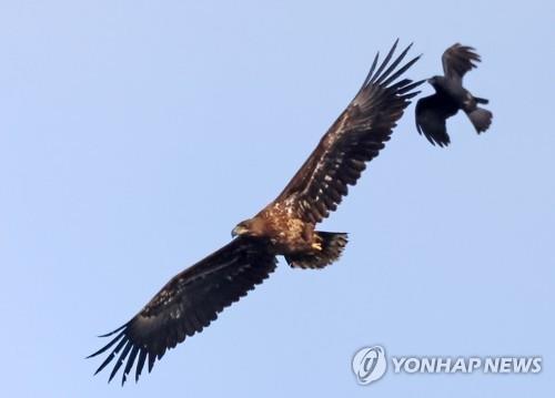 까마귀는 똑똑하다는 소문은 사실…"넷까지 셀 수 있어"