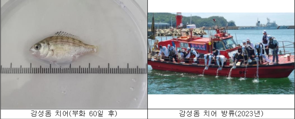 부산 연안에 어린 감성돔 28만 마리 방류