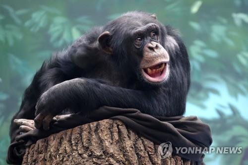 "인류가 지배종이 된 건 문화 덕택"…신간 '호모 사피엔스'