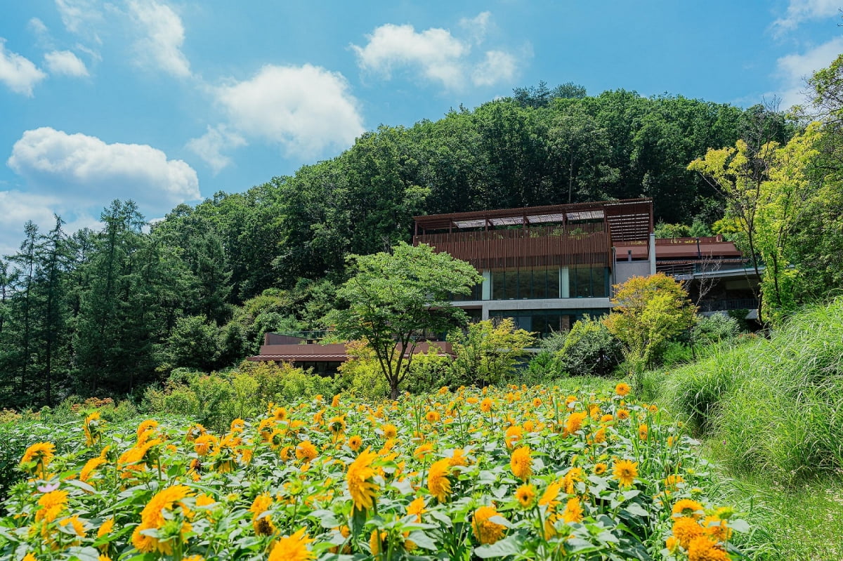 선마을 해바라기 마당. 사진=선마을