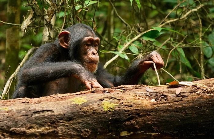 침팬지, 완전 성장 후에도 도구 사용 기술 연마한다