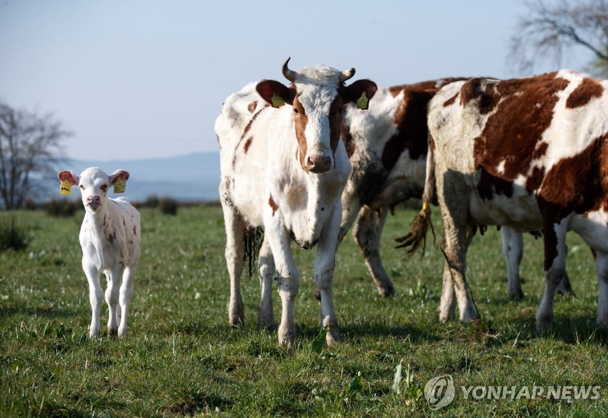 스코틀랜드 농장서 6년만에 '광우병' 발생