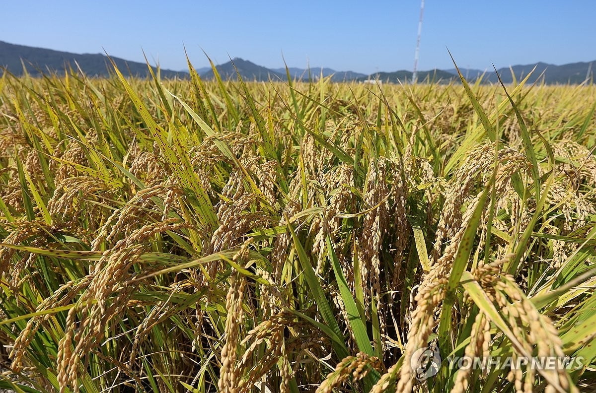 정부, 야당 추진 양곡관리법 대안 마련