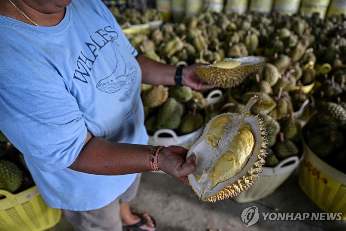 태국, 폭염·가뭄에 '핵심 수출품' 두리안 재배 타격