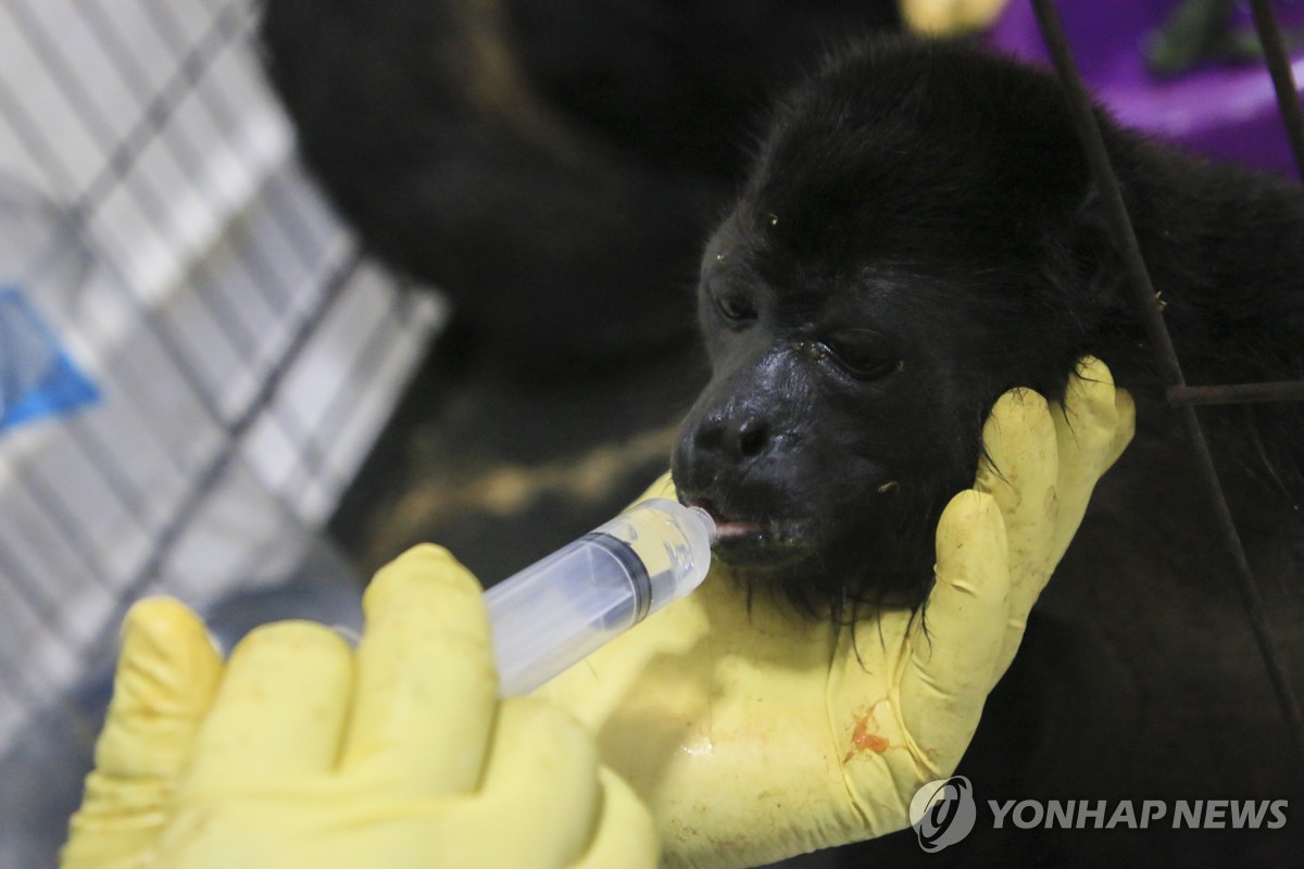 나무에서 떨어져 죽은 멕시코 원숭이 2배로 늘어…새들도 사체로