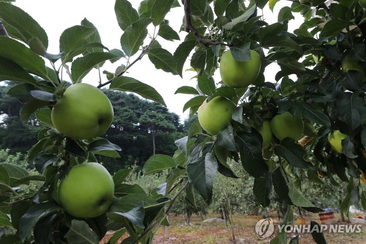 농식품부, 강설·우박 예보에 사과 주산지 긴급 점검