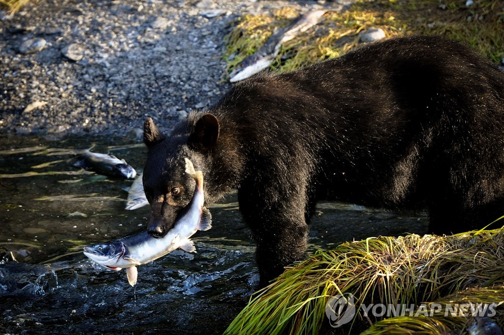 "덜 익히면 위험"…'곰고기 케밥' 먹은 美일가족 기생충 감염