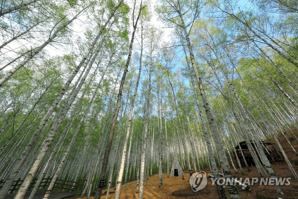 인제 자작나무숲 메인 '별바라기숲' 내일부터 개방