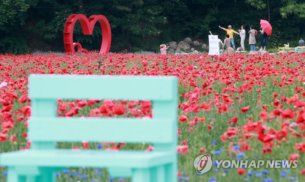 '붉은 양귀비의 유혹' 원주 용수골 꽃양귀비 축제 17일 개막
