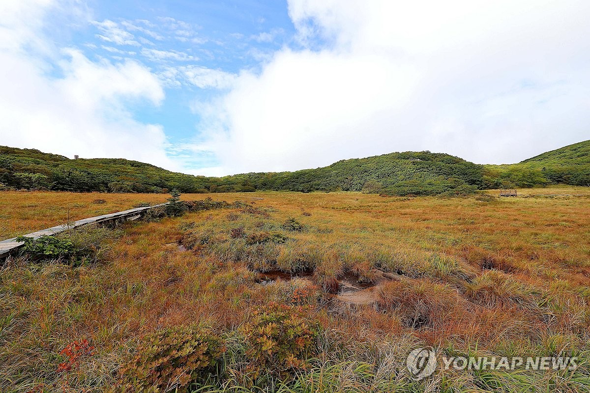 산속에 숨은 신비한 습지 '인제 대암산 용늪' 생태탐방 재개