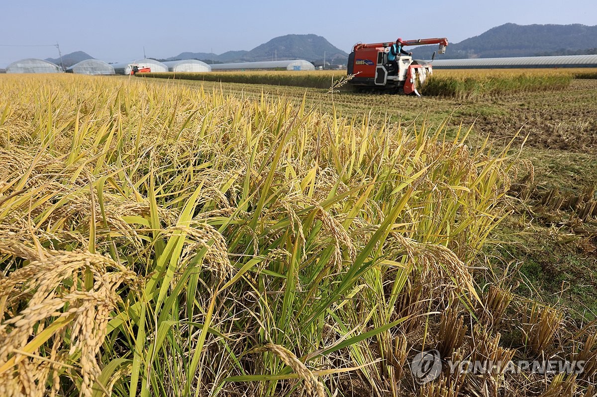 농경연 "올해 벼 재배면적, 여의도 48배 감소…쌀 생산 3% 줄듯"