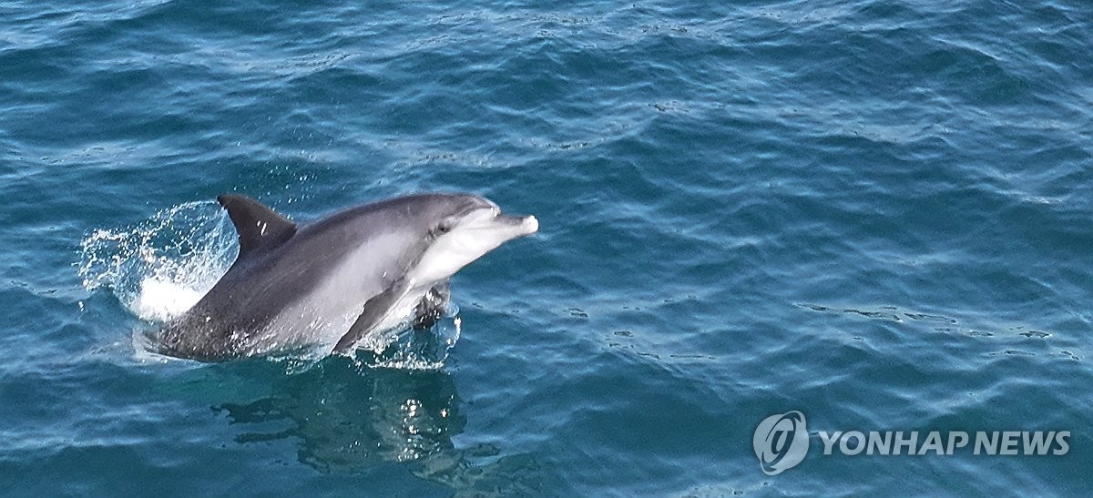 "제주 남방큰돌고래 서식지 보호구역 지정해야" 서명운동