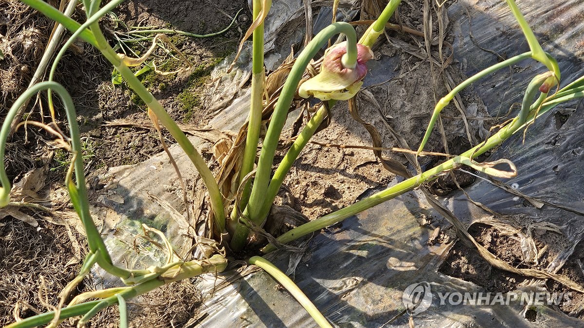 제주 벌마늘 지원 1㎏당 2천745원 합의에 농가 "턱없이 부족"