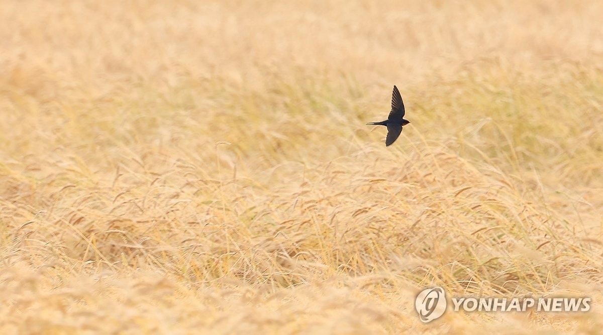 제주 호우·강풍주의보 모두 해제…오전까지 산발적 빗방울