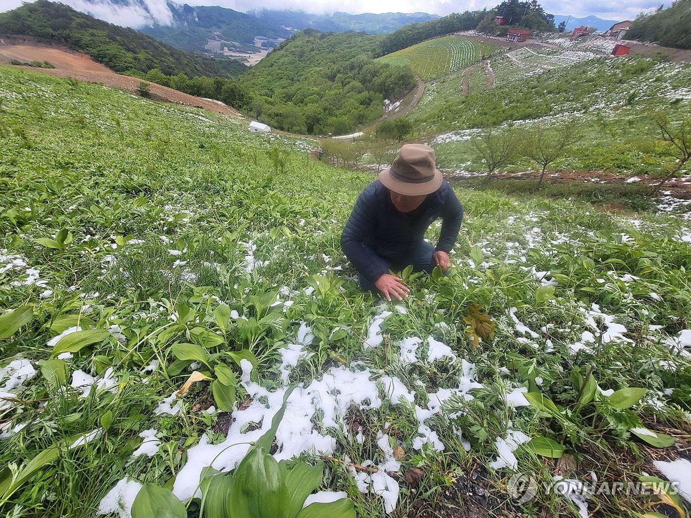 "5월이 맞긴 하네" 축제 앞둔 꽃양귀비 활짝…산간 폭설과 대조