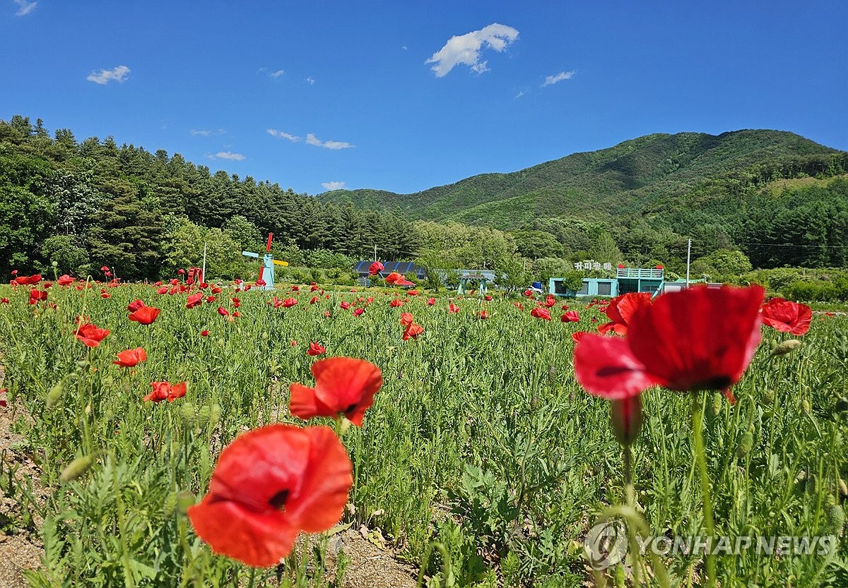 "5월이 맞긴 하네" 축제 앞둔 꽃양귀비 활짝…산간 폭설과 대조