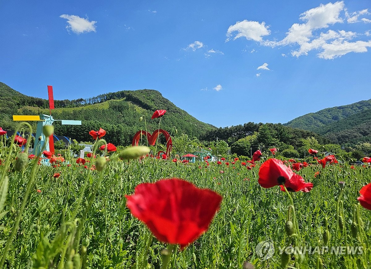 "5월이 맞긴 하네" 축제 앞둔 꽃양귀비 활짝…산간 폭설과 대조