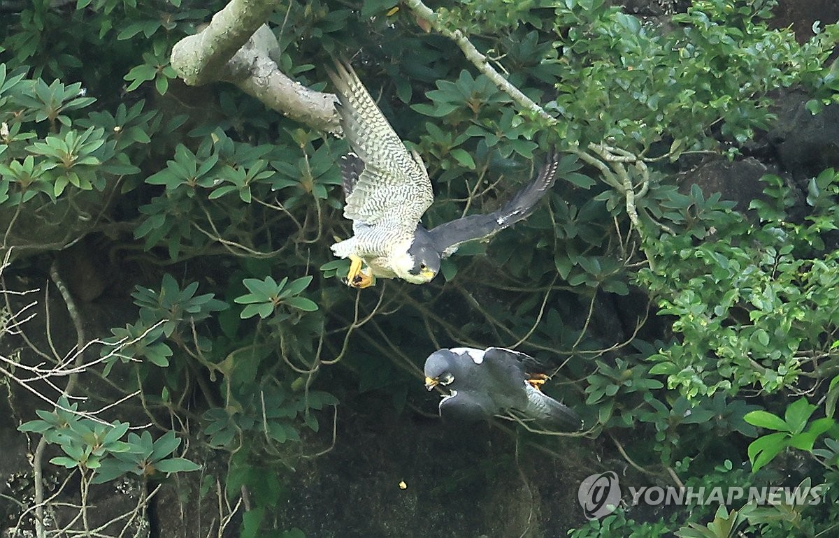 제주 대체로 흐림…낮 최고 22∼25도