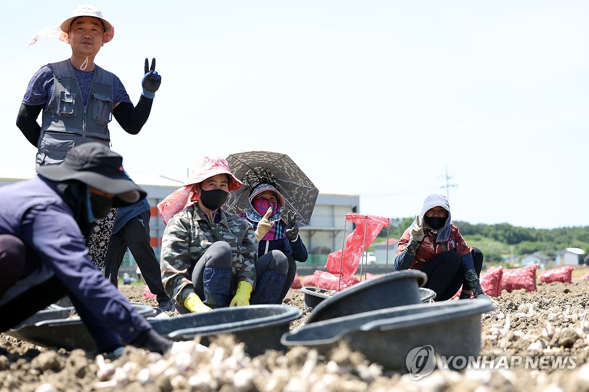 "농번기 귀한 분들"…창녕 외국인 계절근로자 작업농장 가보니