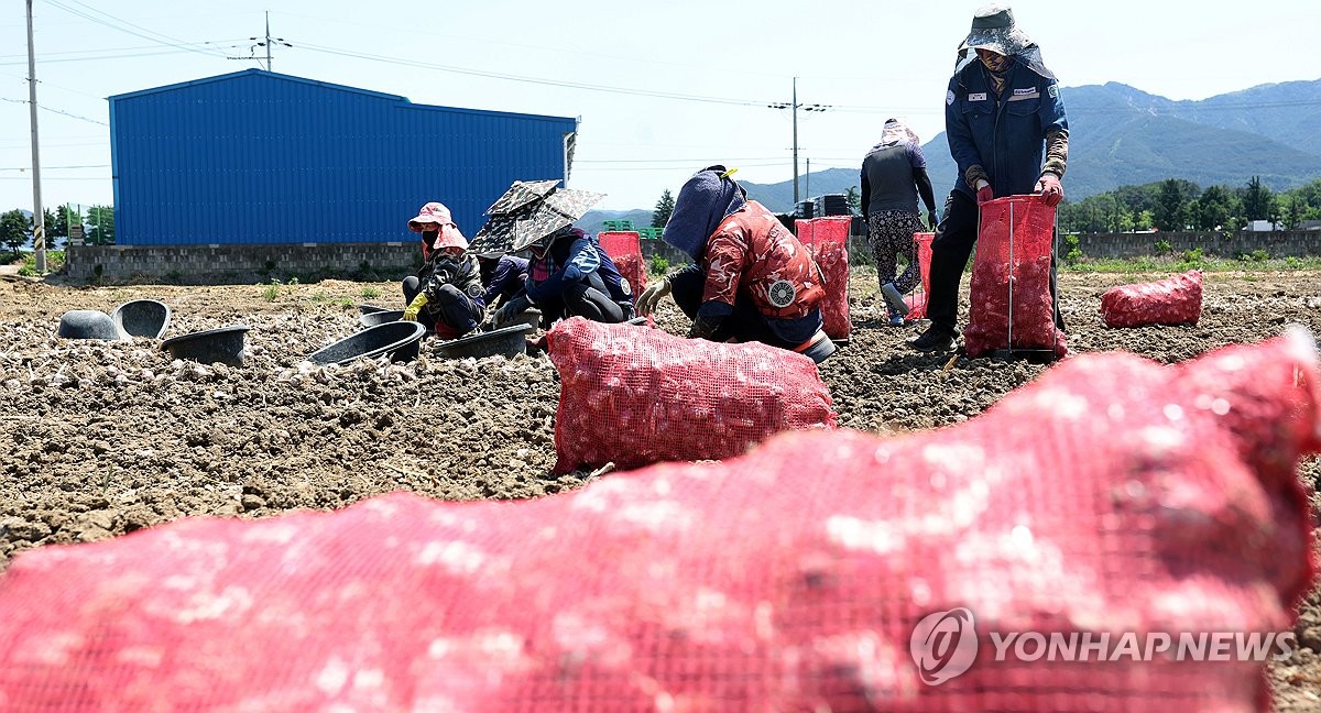 "농번기 귀한 분들"…창녕 외국인 계절근로자 작업농장 가보니