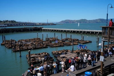 샌프란시스코에 몰려든 바다사자 1000마리…이유는?