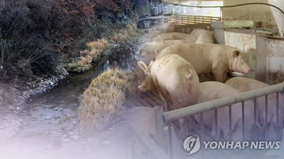춘천시 ASF 가축 매몰지 토양 '이상 무'…바이러스 검사 음성