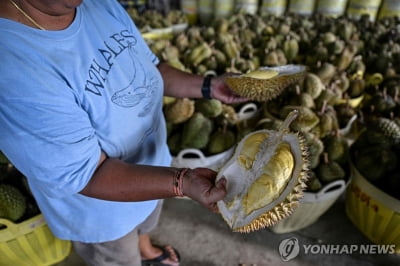 태국, 폭염·가뭄에 '핵심 수출품' 두리안 재배 타격