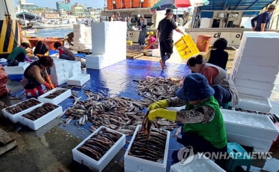 '동해안 대표 어종' 오징어 금어기 해제…강원 어선 만선 성과