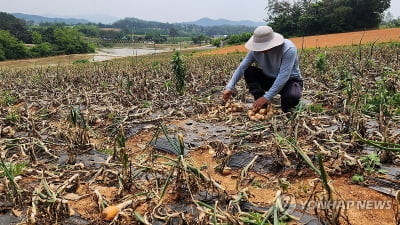 '양파 생육불량은 농업재해'…농림부, 피해조사 착수