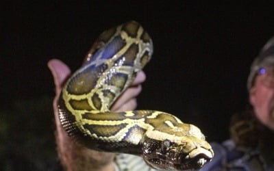 실종된 인도네시아 여성…소지품 발견된 옆에는 비단뱀 있었다
