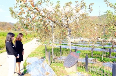 54살 충북 영동 원조 후지 사과나무...불안 병에 말라 죽었다