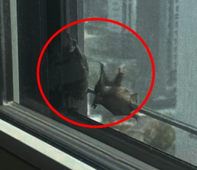 성남 아파트 25층에 박쥐 2마리가…30대 깜짝 놀란 사연