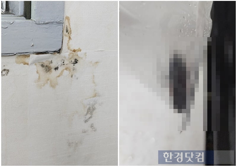 창틀에서 습기가 스며들자 벽지를 덧붙인 모습과 주방에서 나온 바퀴벌레를 잡은 모습. 사진=독자제공