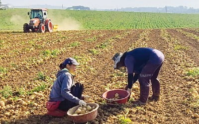 폭염에 썩은 감자·상추…잠잠했던 농산물값 다시 '들썩'