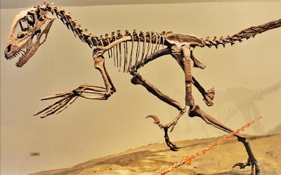  공룡은 파충류보다 조류에 가까워…깃털 화석도 발견