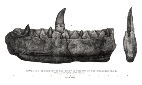 윌리엄 버클랜드가 발표한 논문에 실린 메갈로사우루스의 치아 화석 그림.  ⓒwikimedia 