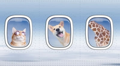 "반려동물과 함께 비행기 타요"…반려동물 서비스 확대하는 항공업계
