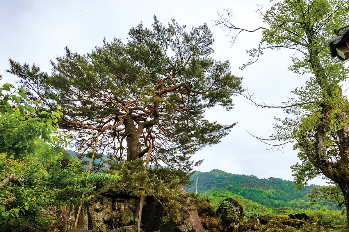 [걷고 싶은 길] 지리산, 섬진강, 악양들판을 잇는 박경리 토지길