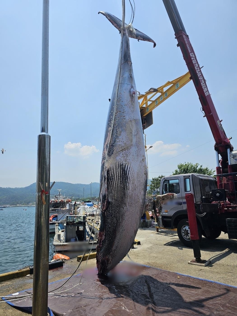 경주서 7.8ｍ 길이 밍크고래 그물에 걸려 죽은 채 발견