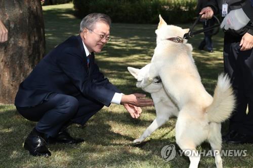 [북러 회담] 김정은, 푸틴과 정원산책 뒤 풍산개 한 쌍 선물